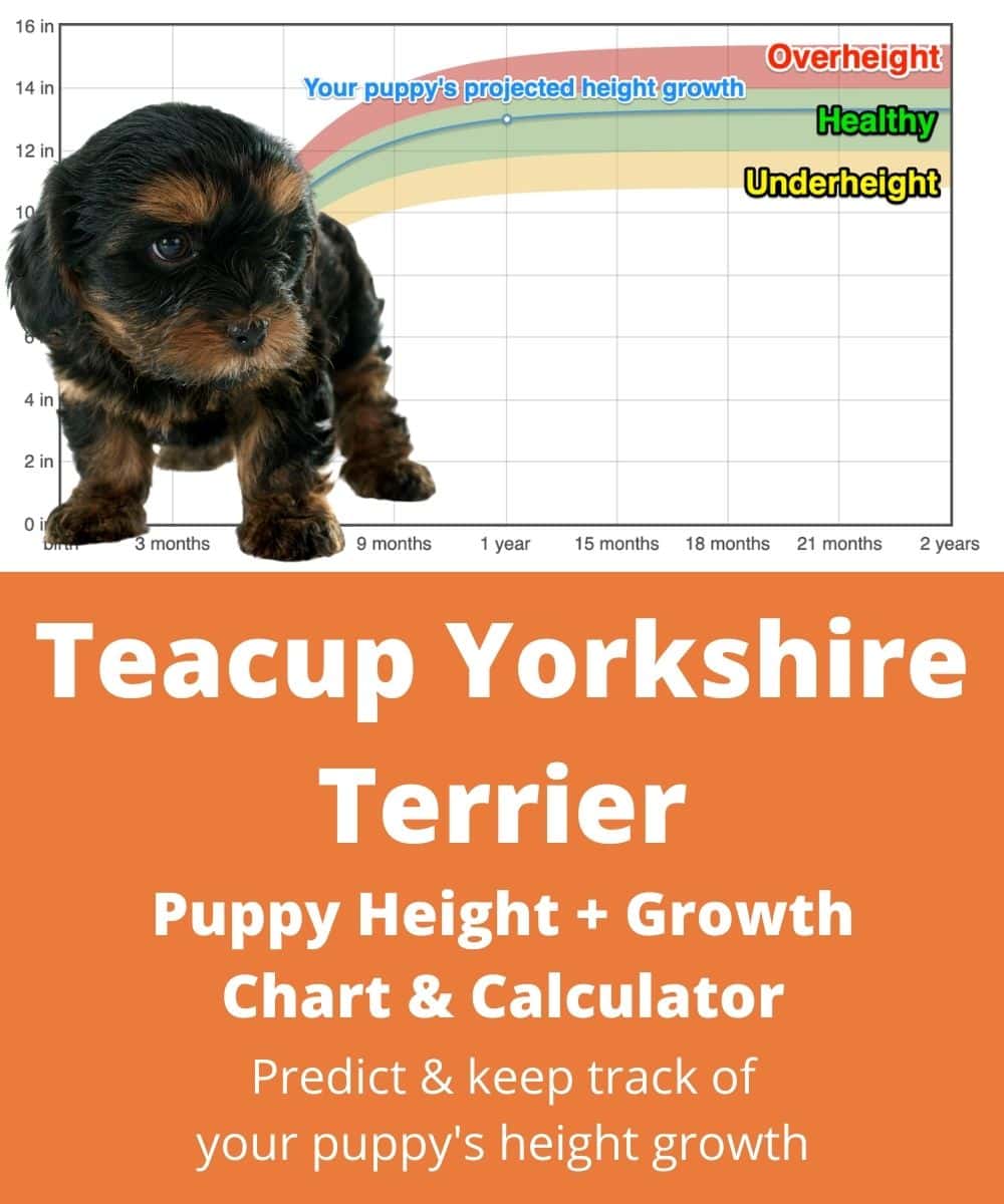 teacup-yorkie Puppy height Growth Chart